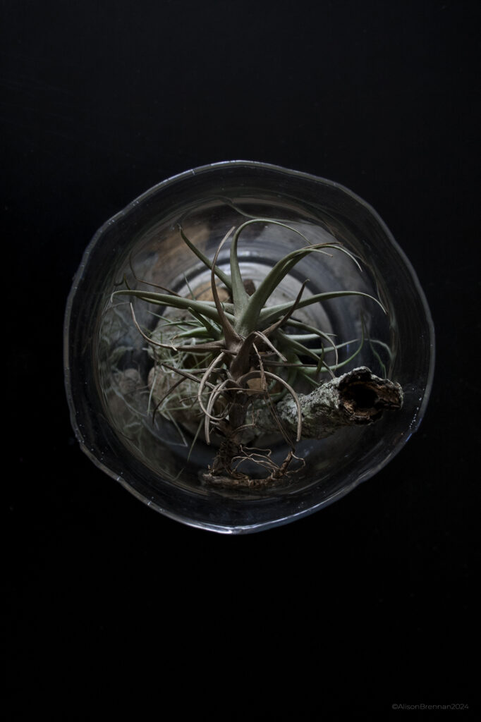 airplant_display