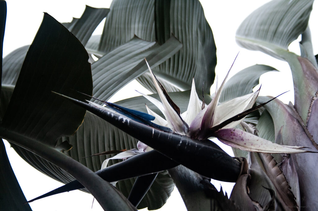 blackstrelitzia_display