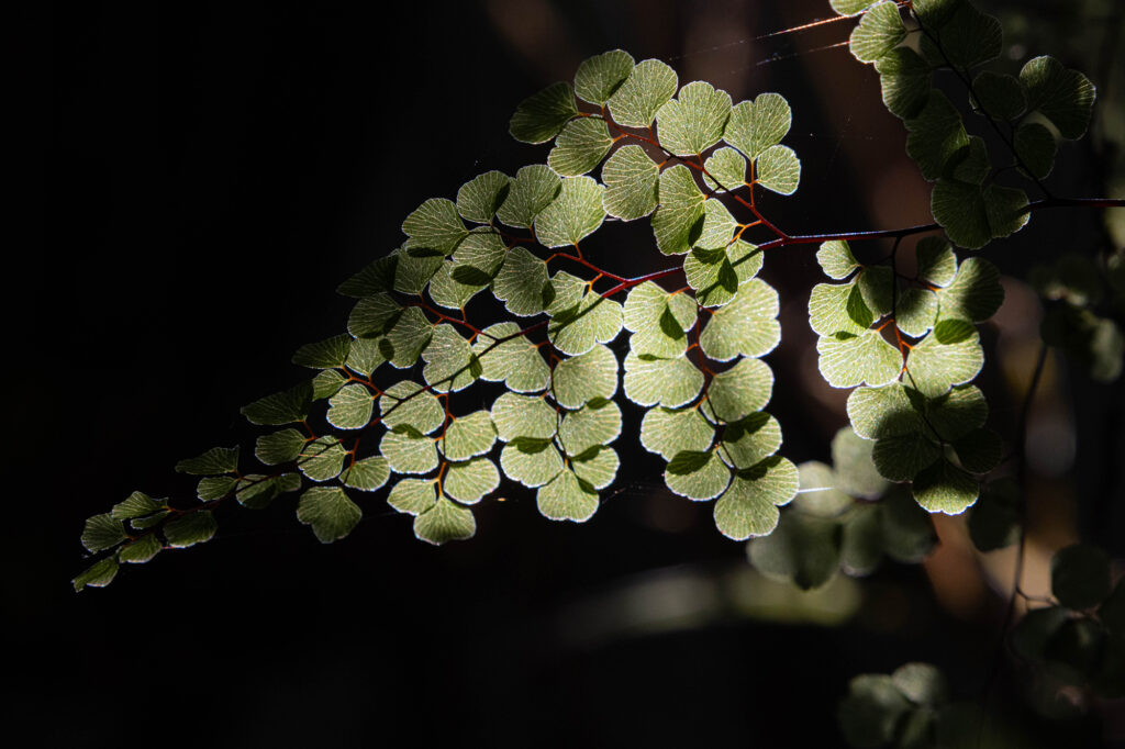 maidenhair_display