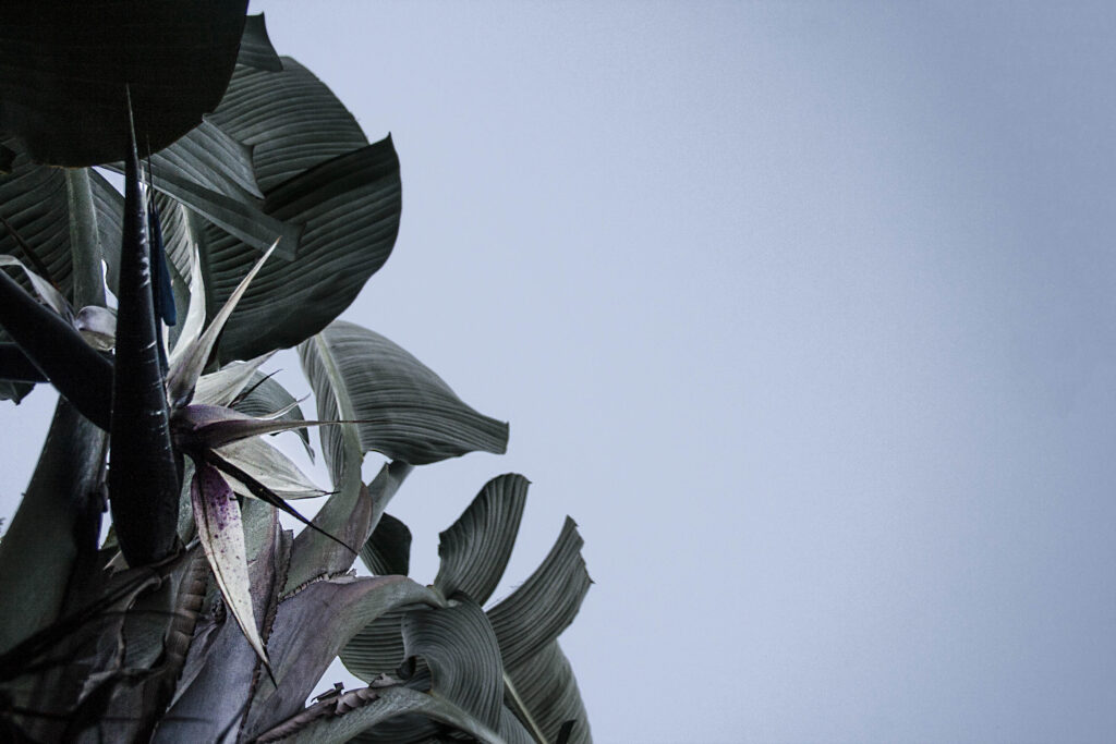 skystrelitzia_display